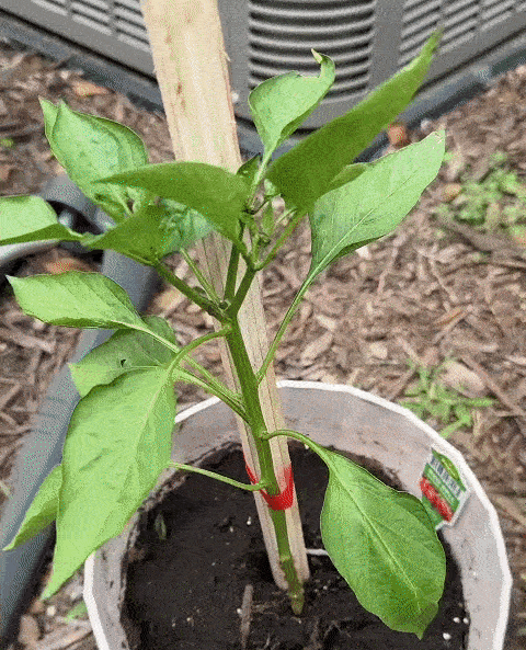 TieUp™ Plant Helper Machine