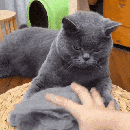 Purr-fect Groom Brush Delight | BUY 1 GET 1 FREE