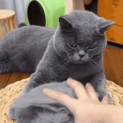 Purr-fect Groom Brush Delight | BUY 1 GET 1 FREE