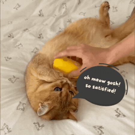 Purr-fect Groom Brush Delight | BUY 1 GET 1 FREE
