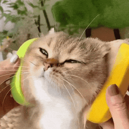 Purr-fect Groom Brush Delight | BUY 1 GET 1 FREE