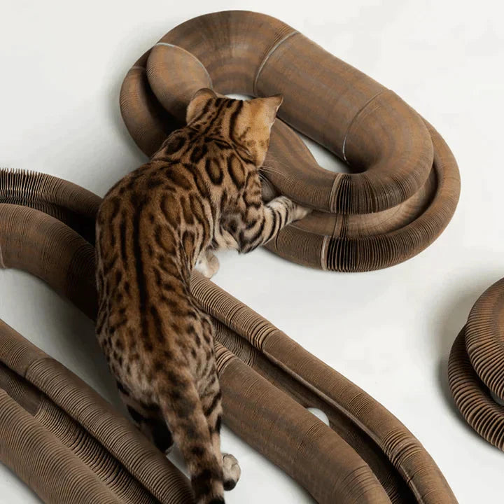 Purrfect Playplace: Scratch & Snooze