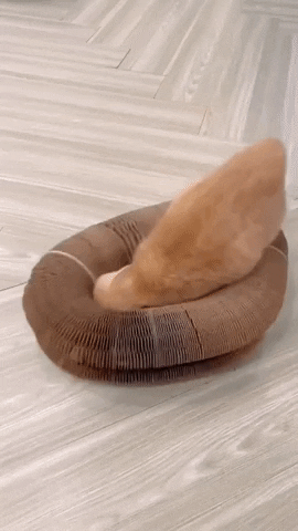 Purrfect Playplace: Scratch & Snooze