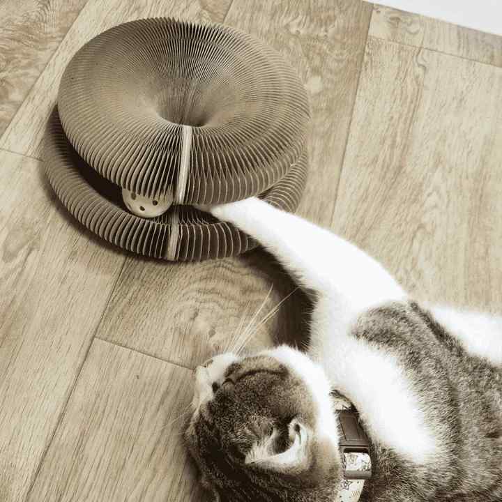 Purrfect Playplace: Scratch & Snooze